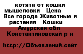 котята от кошки мышеловки › Цена ­ 10 - Все города Животные и растения » Кошки   . Амурская обл.,Константиновский р-н